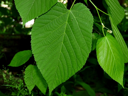 {Tilia americana}